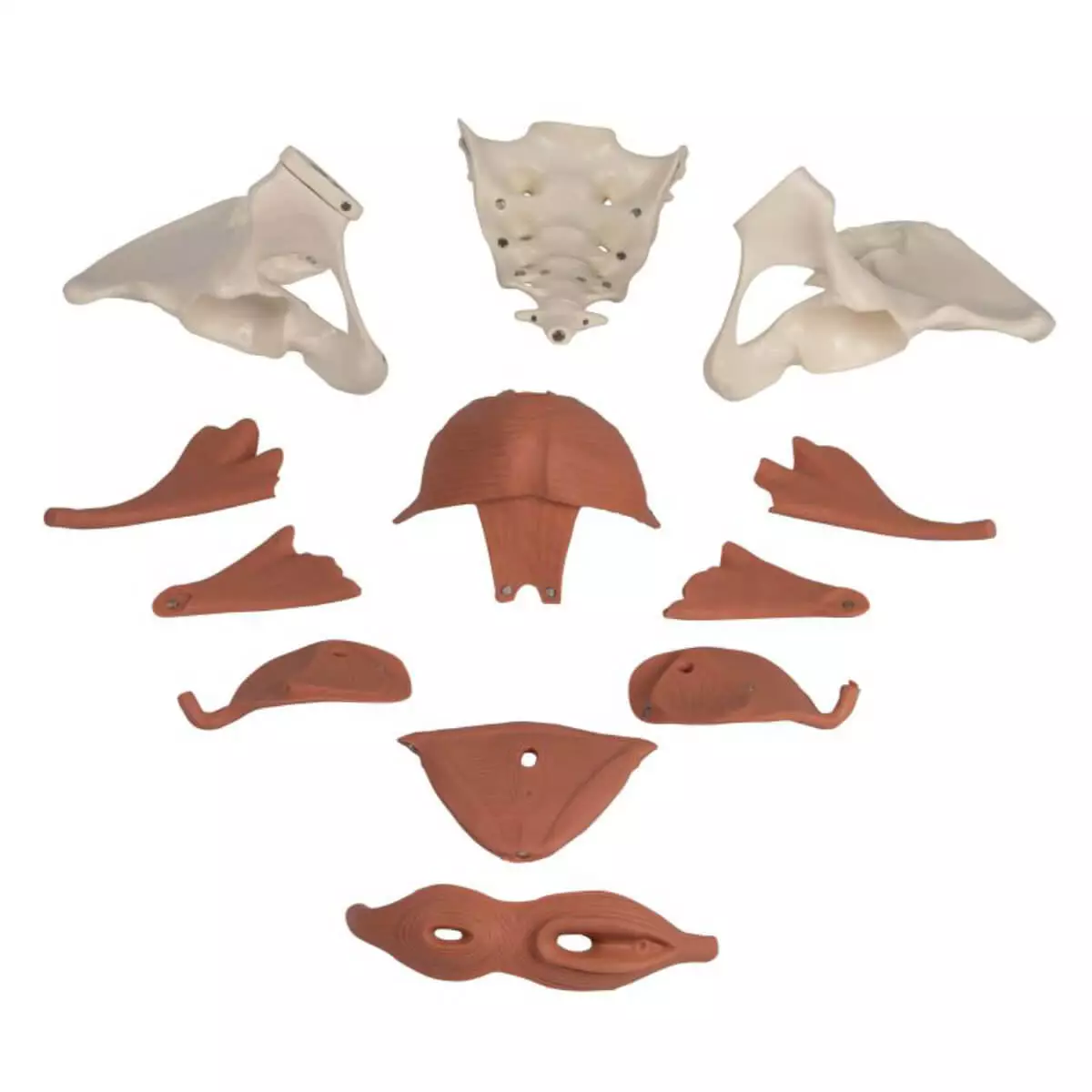  Female pelvic floor model