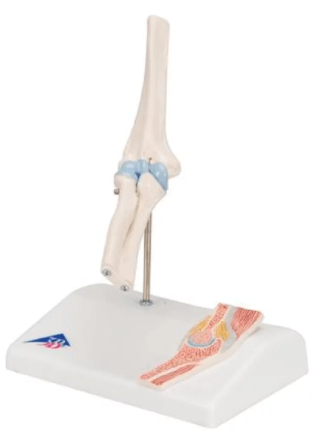  Mini model elbow joint