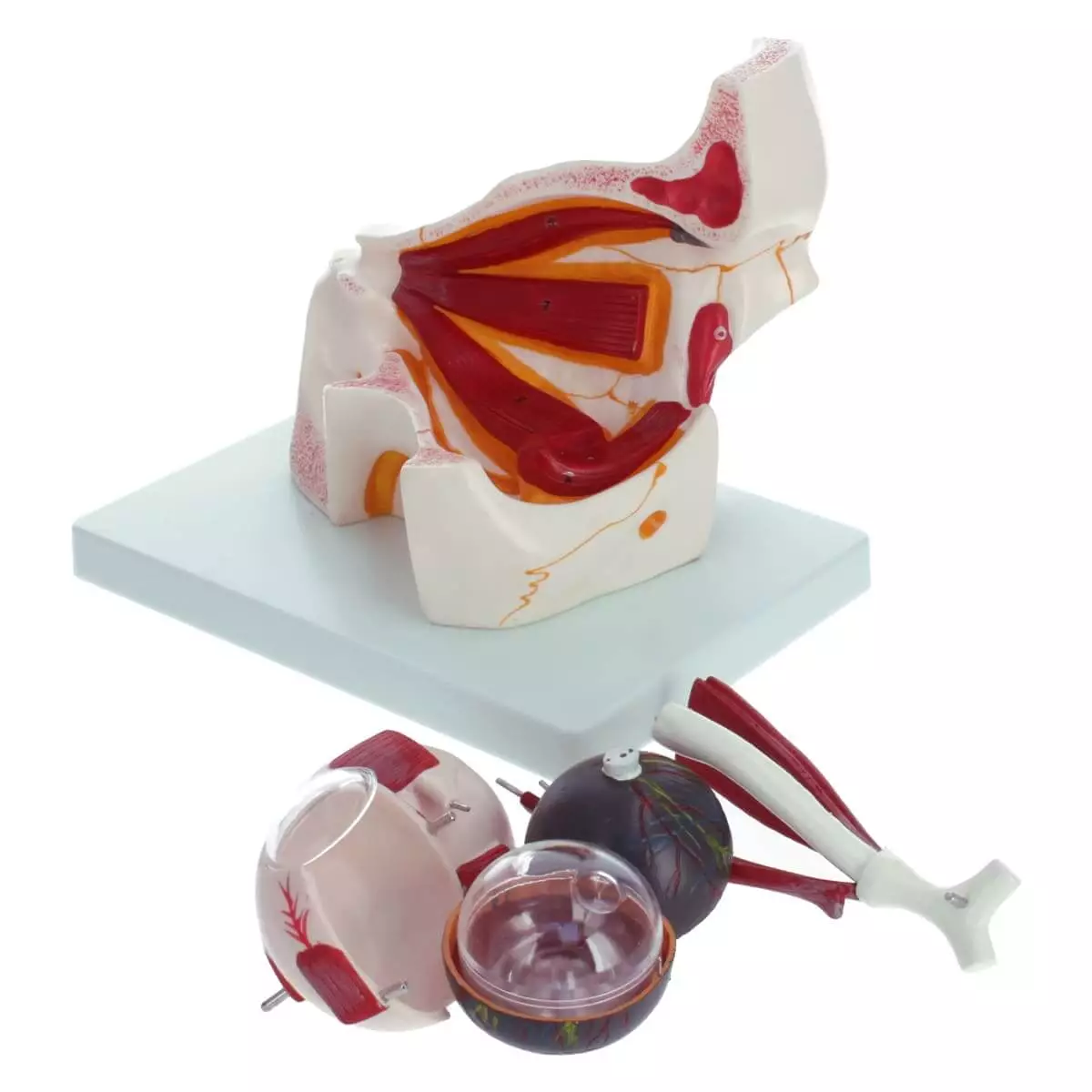  Anatomical model eye