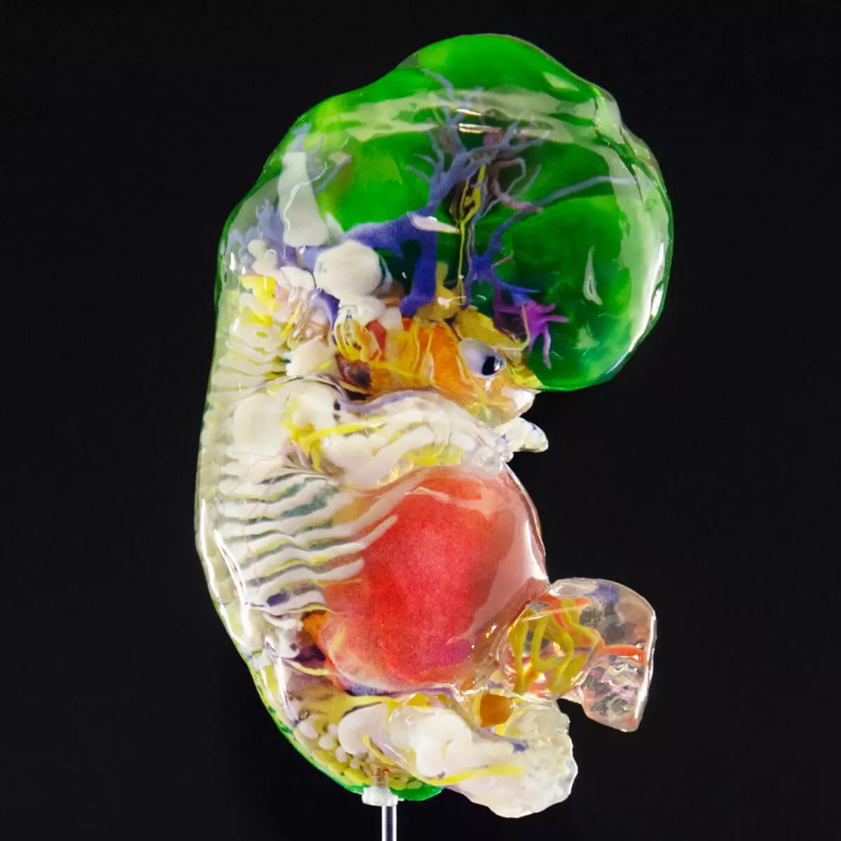 Carnegie stage embryo models Carnegie stage embryo models