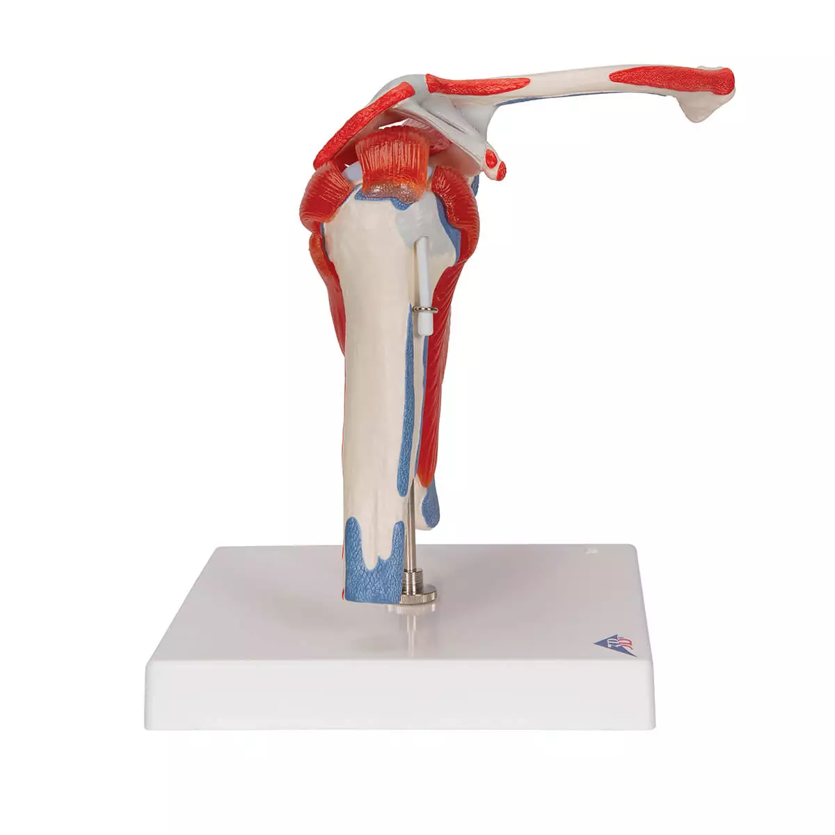  Shoulder joint model