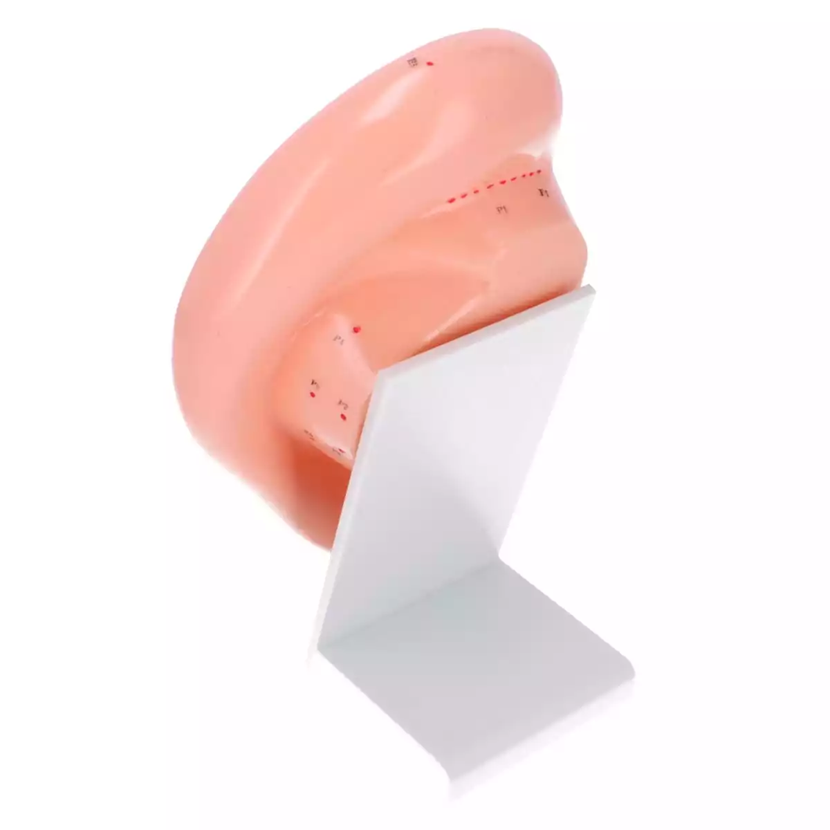  Ear acupuncture model