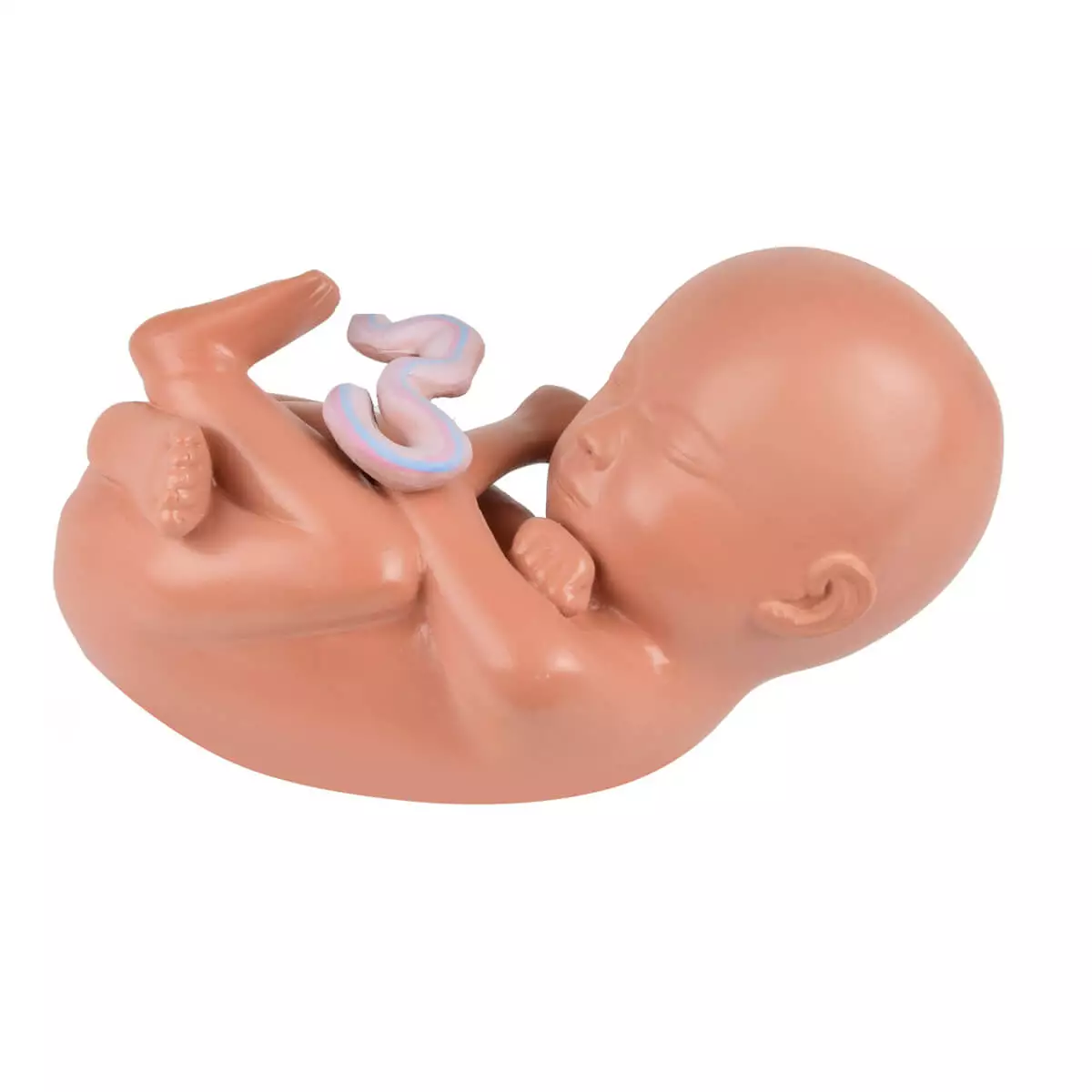  Pregnancy model with removable fetus
