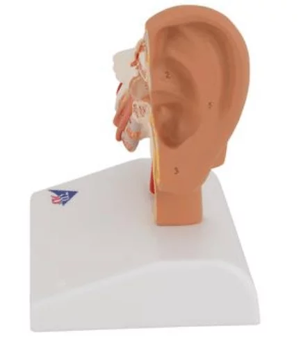  Desk Model of the Ear