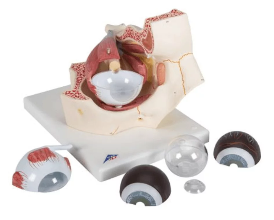  Model eye in eye socket