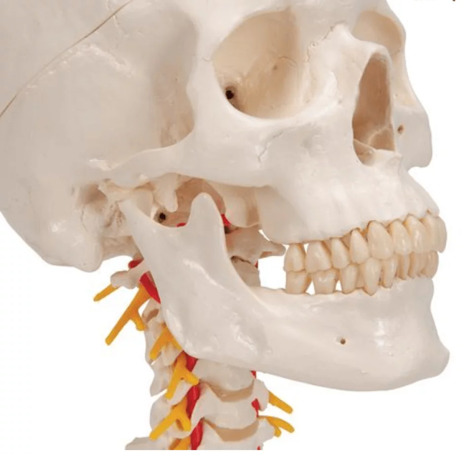 Classic skull with base