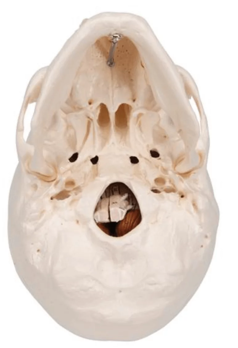  Classic skull with brain