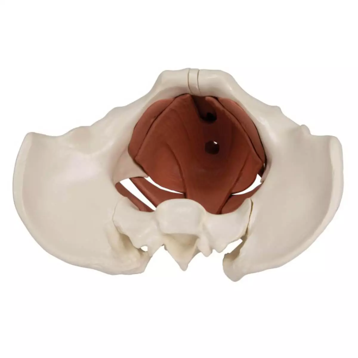  Female pelvic floor model