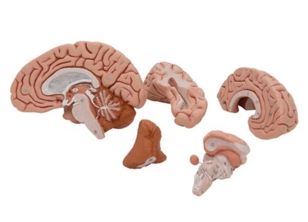  The Classic Brain