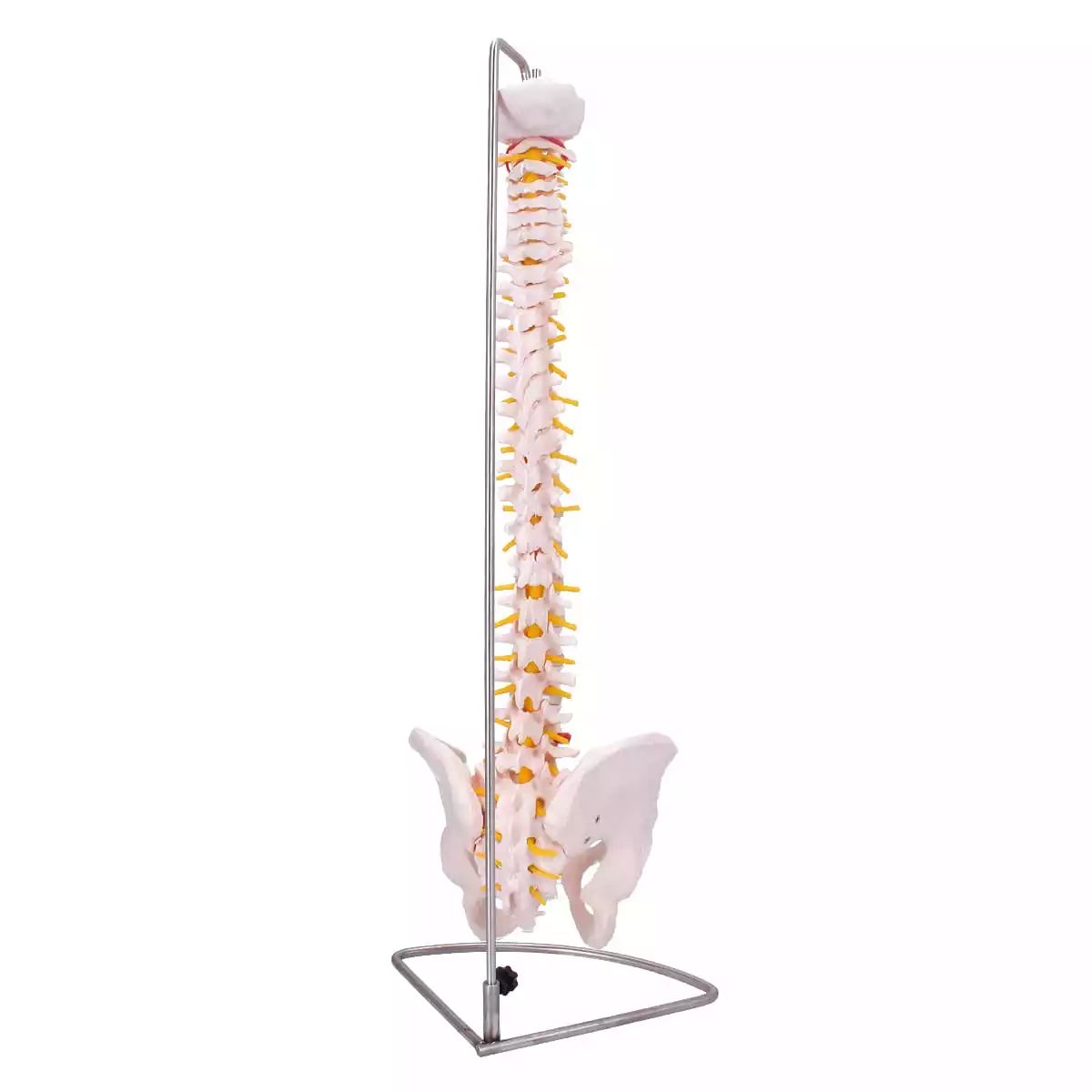  Spine model with pelvis