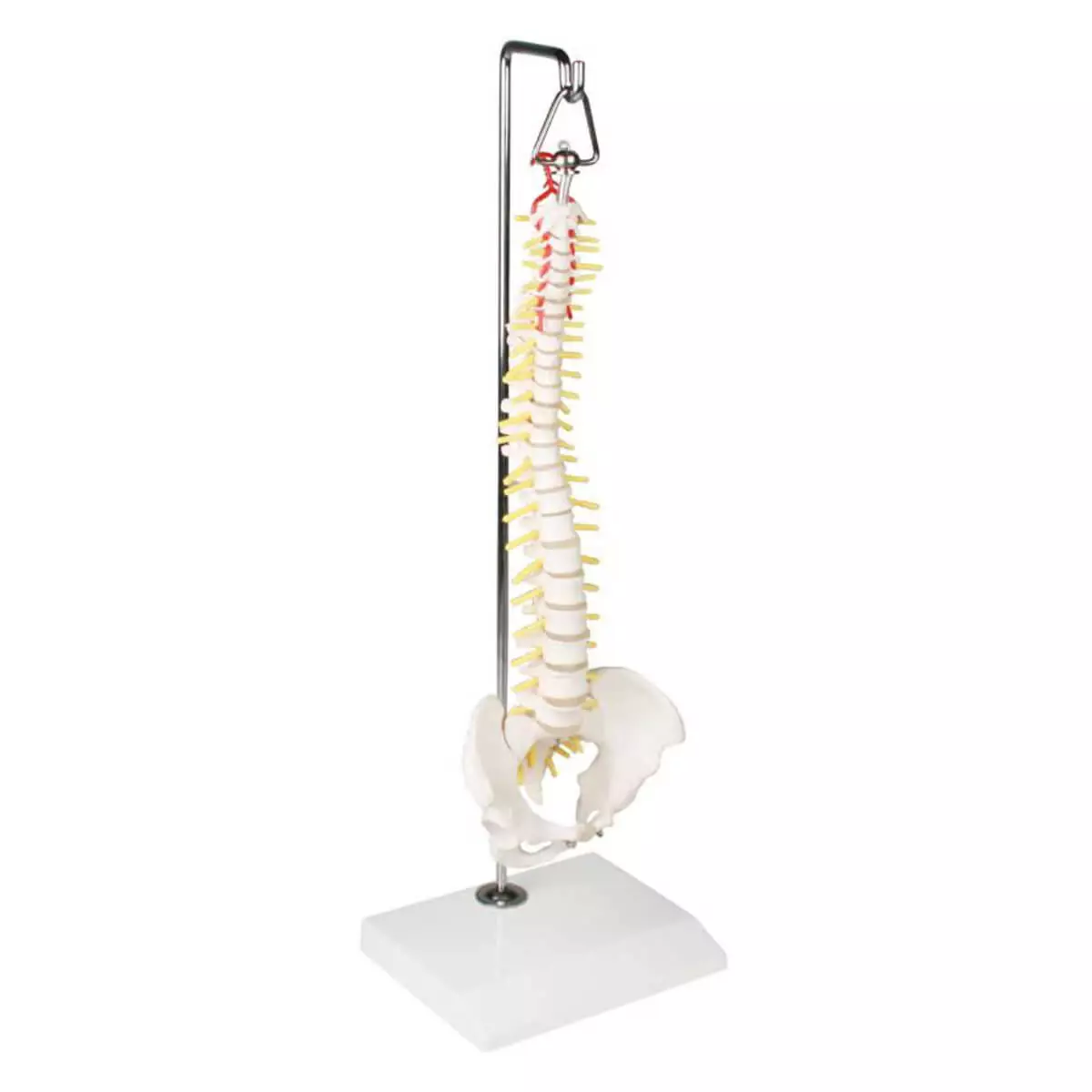 Miniature model spine on hanging stand