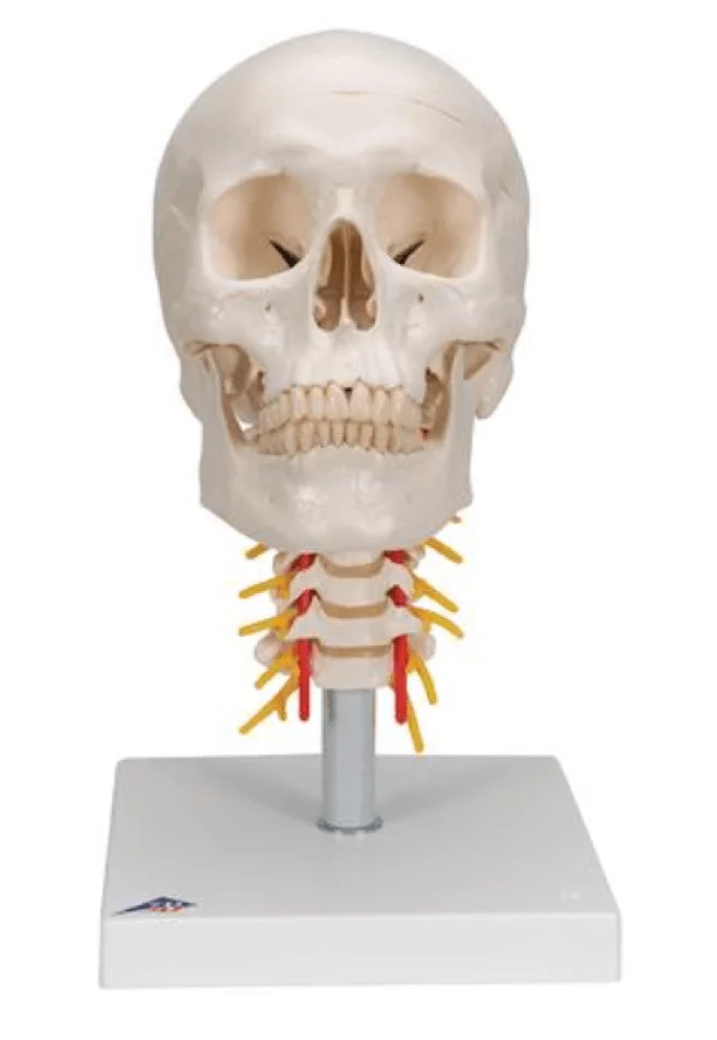  Classic skull with base