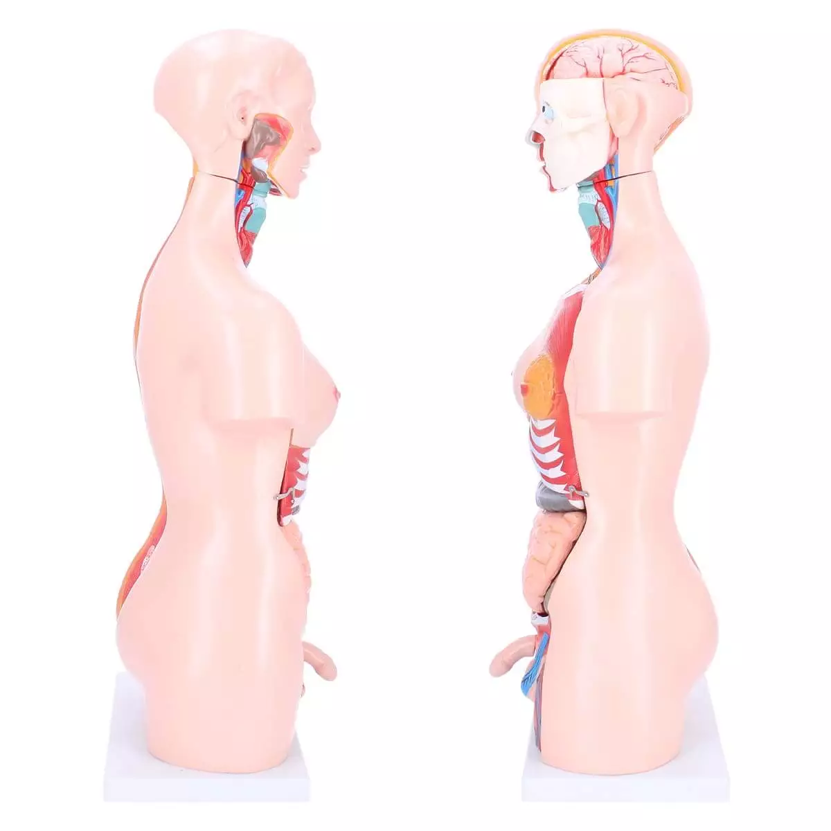 Bisexual model torso