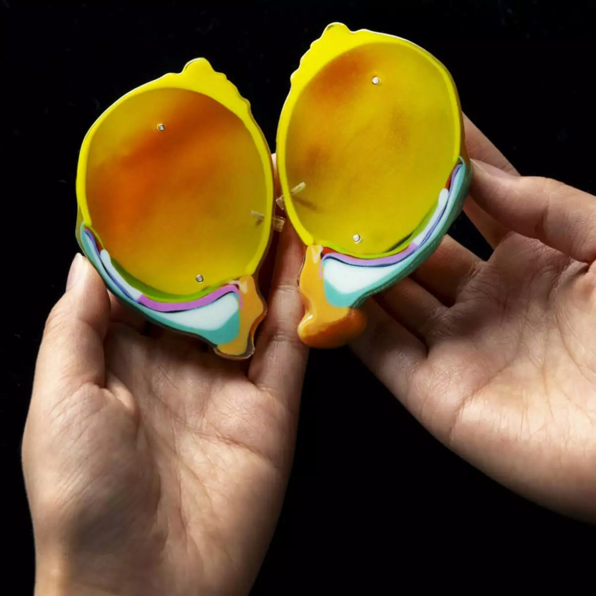 Carnegie stage embryo models Carnegie stage embryo models