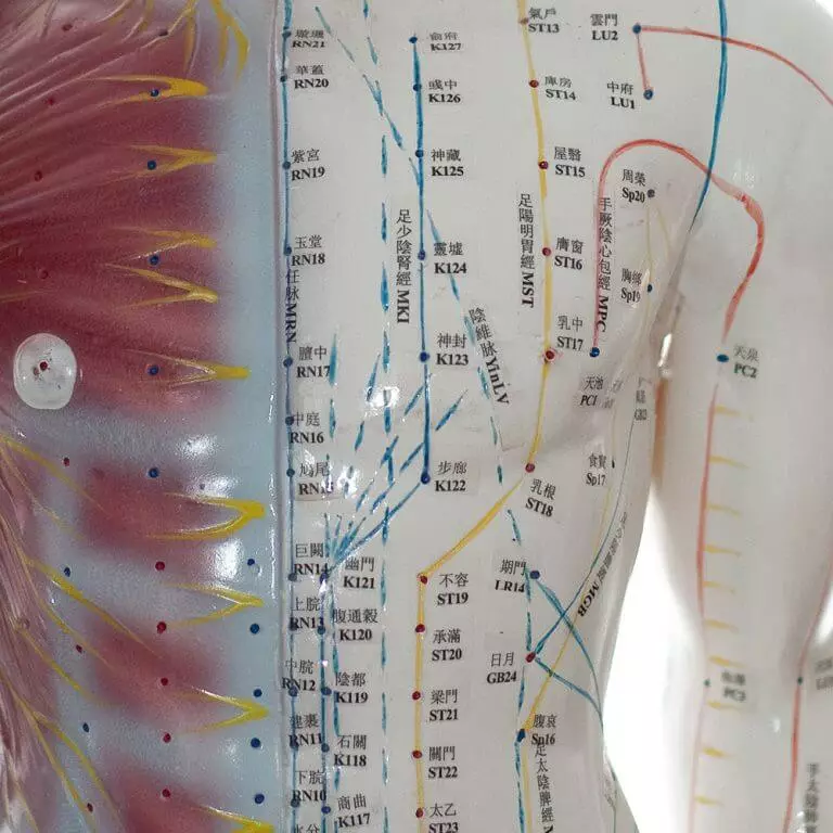 Acupuncture model man Acupuncture model man