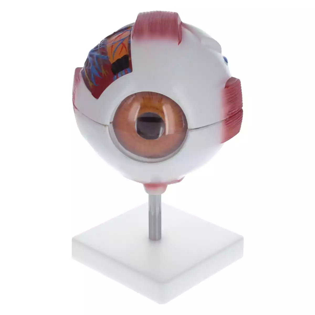  Model Anatomical Eye