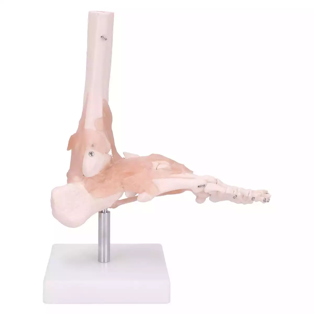  Anatomical foot skeleton model