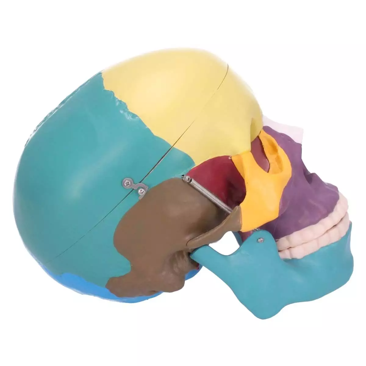  Skull model with didactic coloring