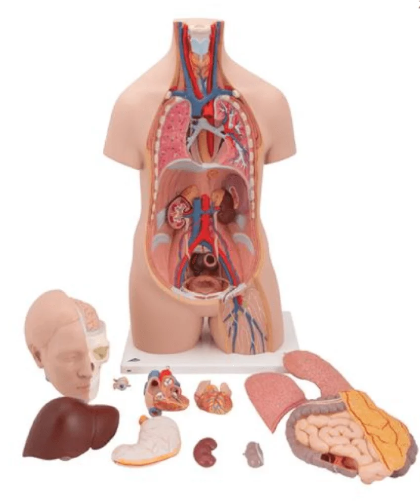  Model Standard torso