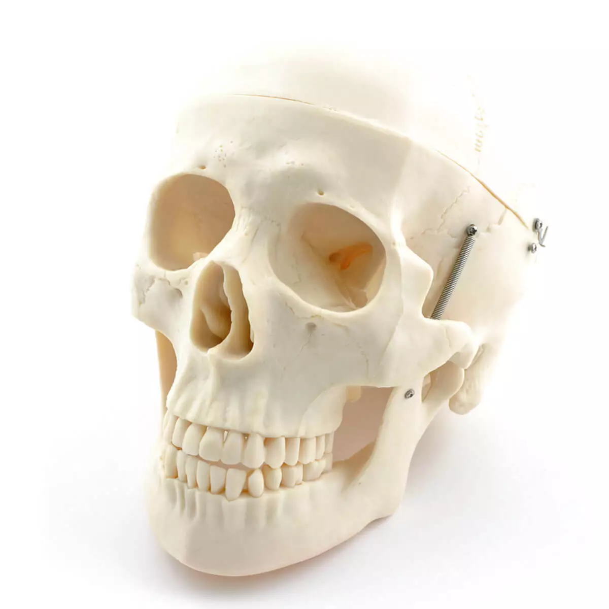  Skeleton Set