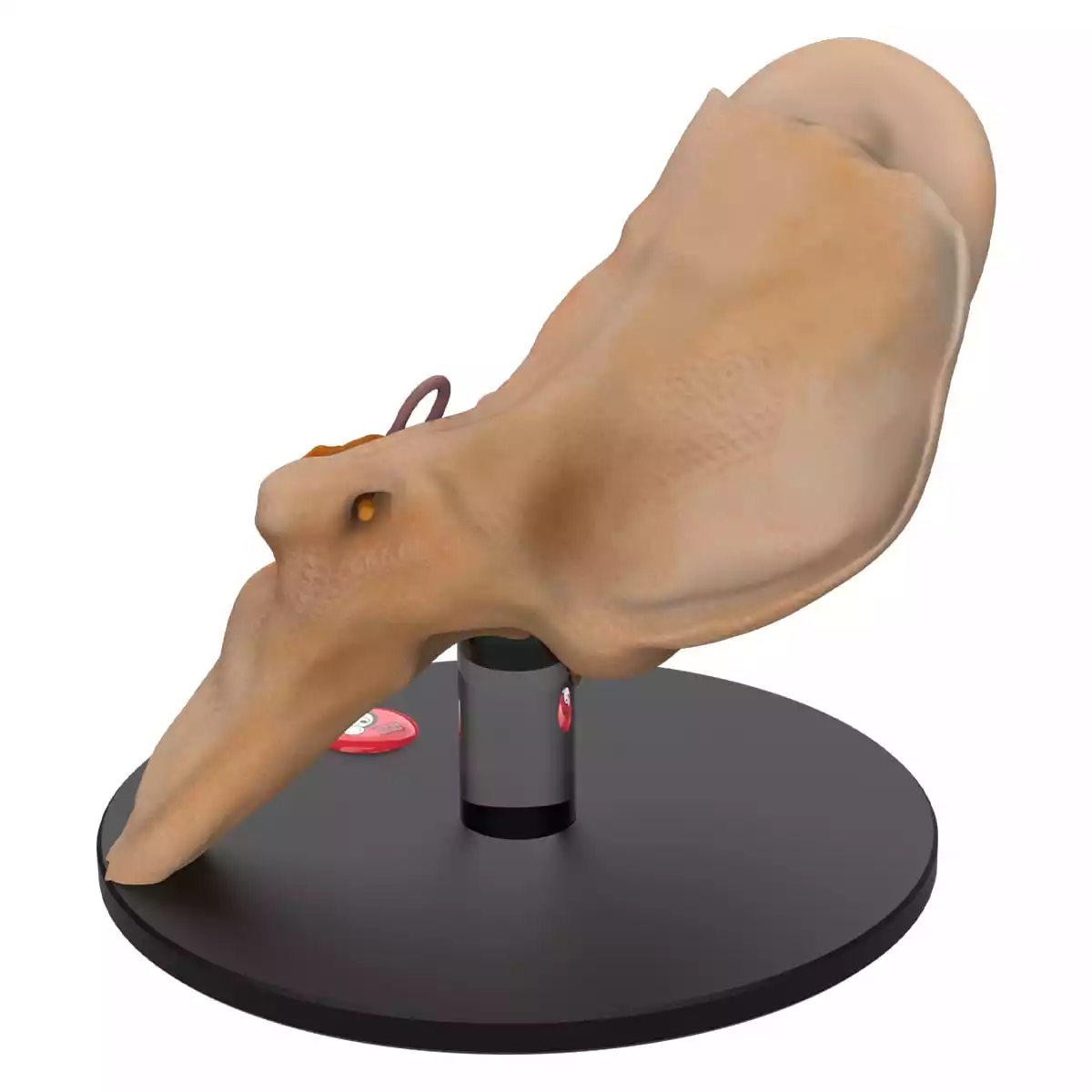  Anatomical ear model "Auris