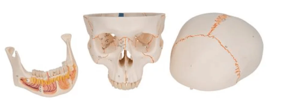  Classic skull