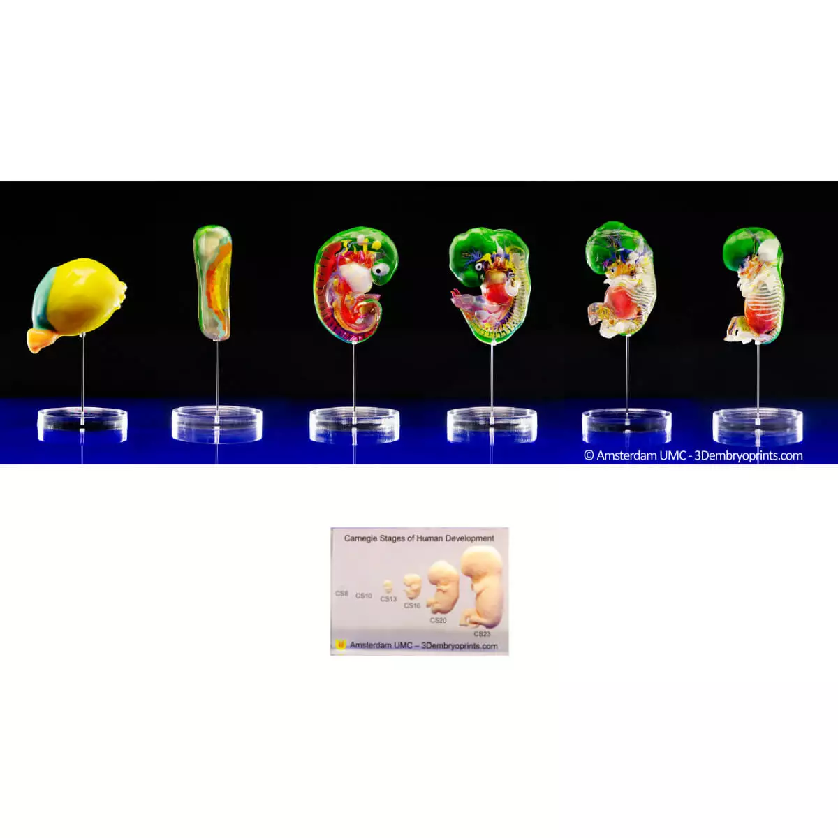 Carnegie stage embryo models Carnegie stage embryo models