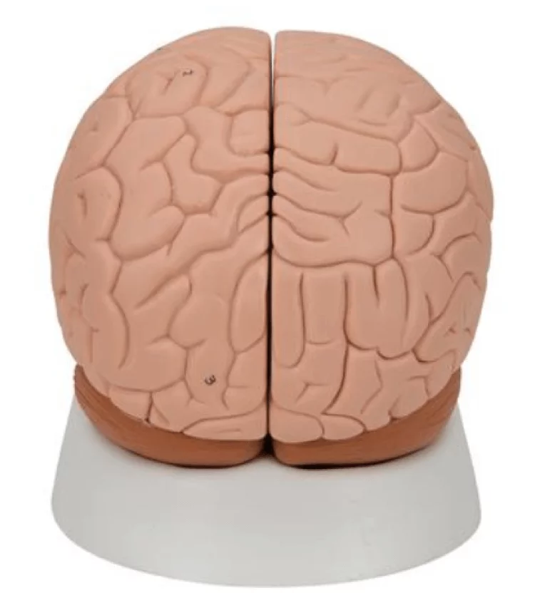  Model brain
