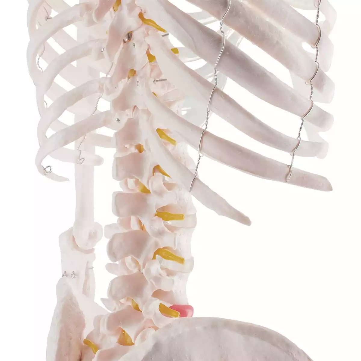  Human skeleton