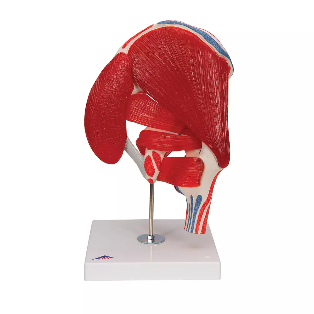  Hip joint model