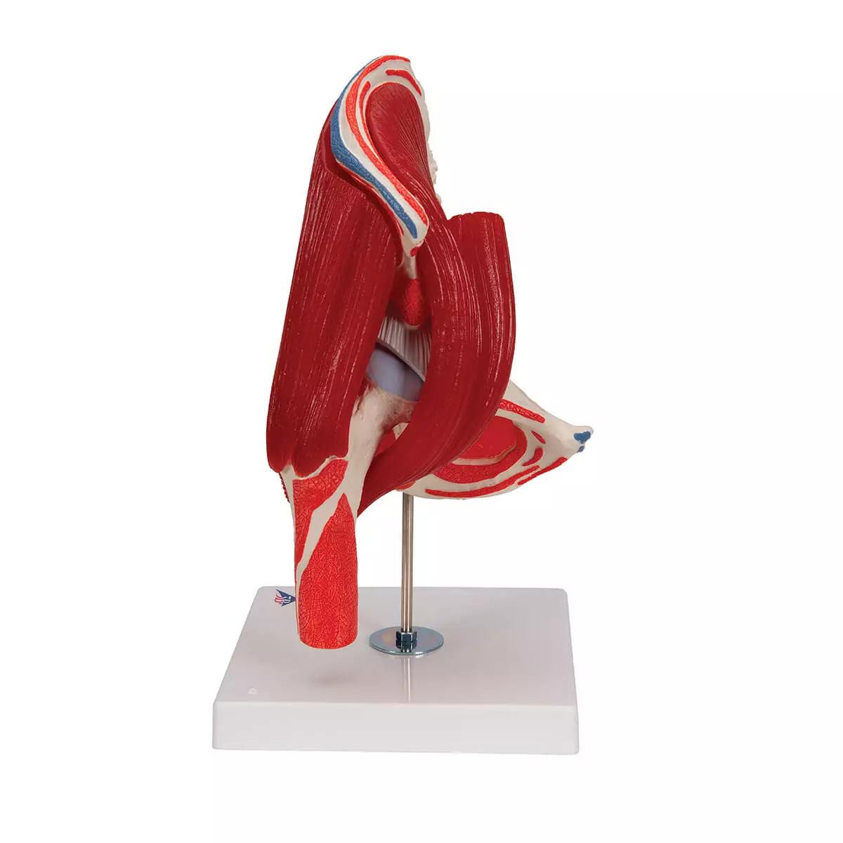  Hip joint model