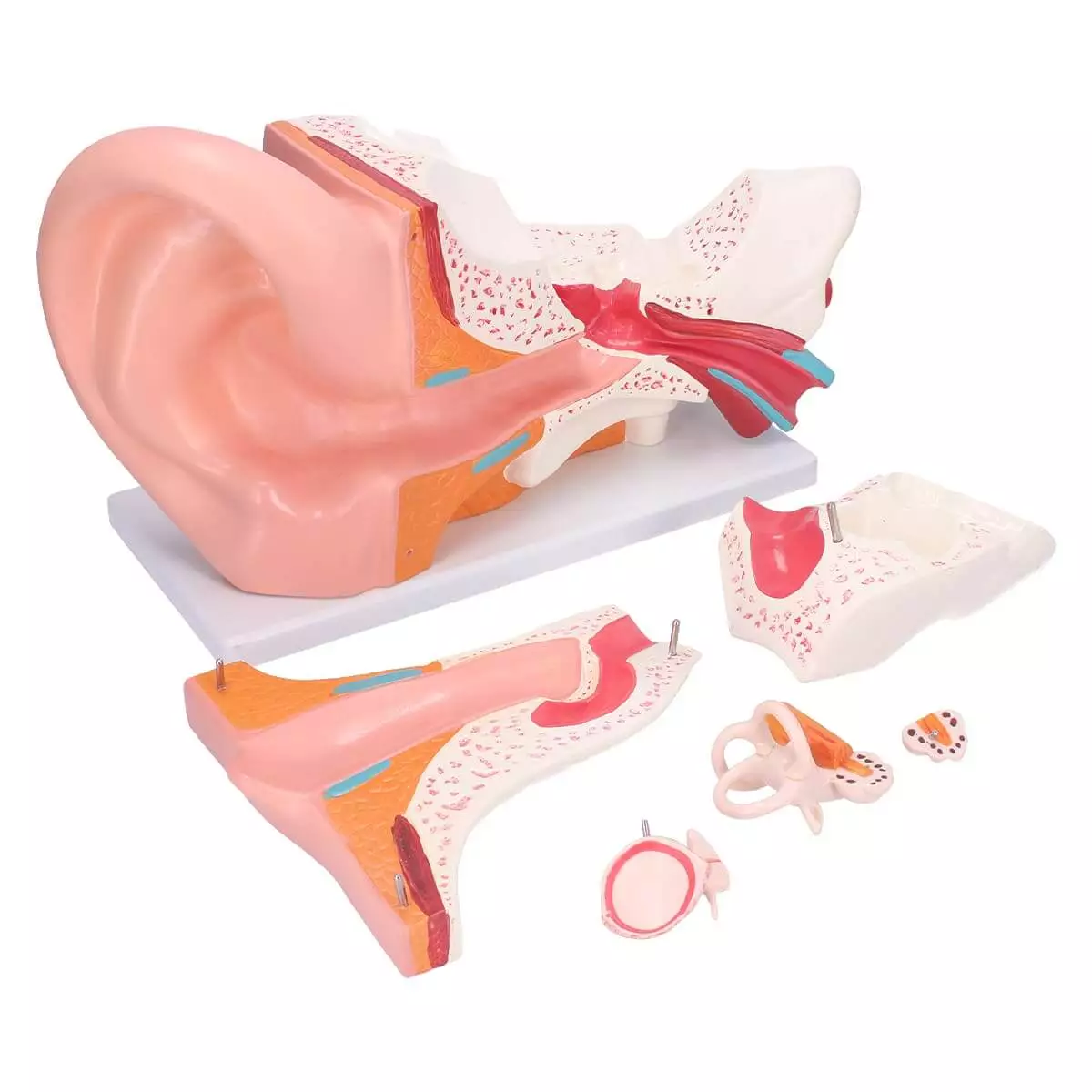  Anatomical ear model