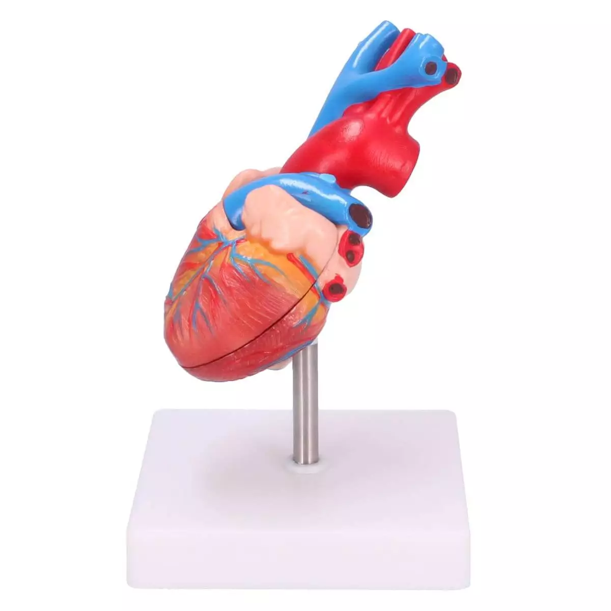  Anatomical Human Heart Model