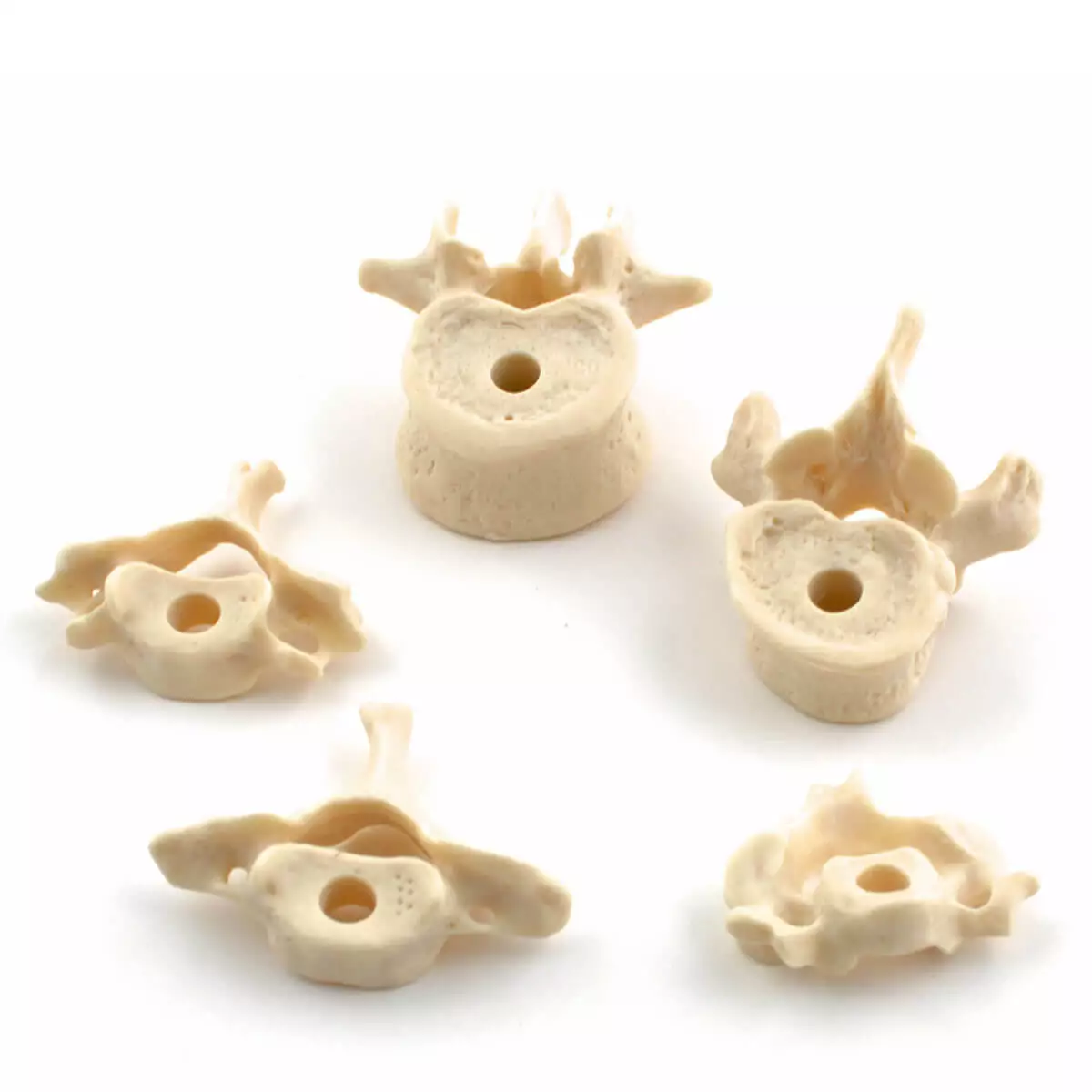 Skeleton Set