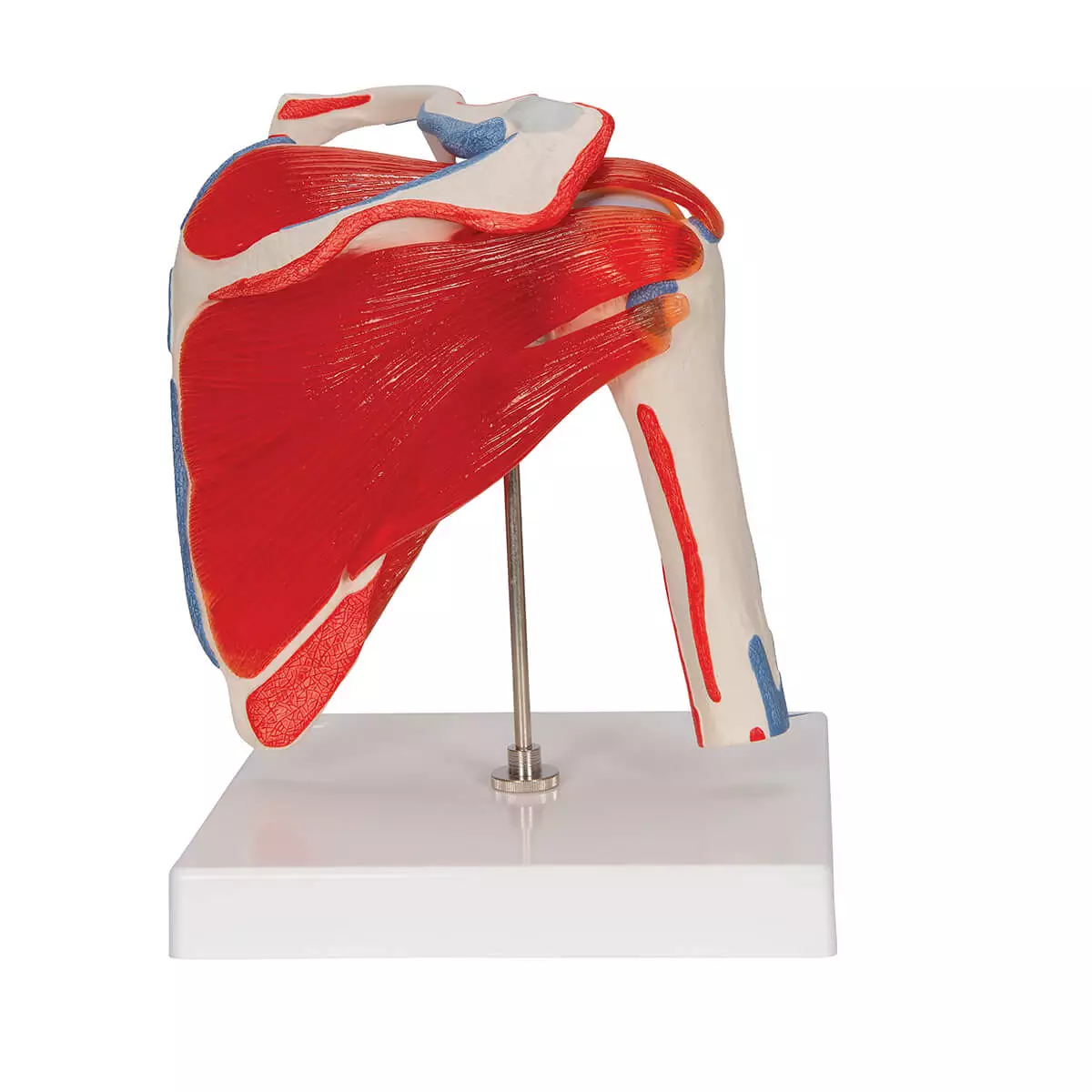  Shoulder joint model