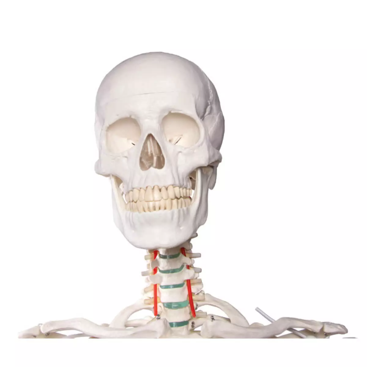  School skeleton "Oscar