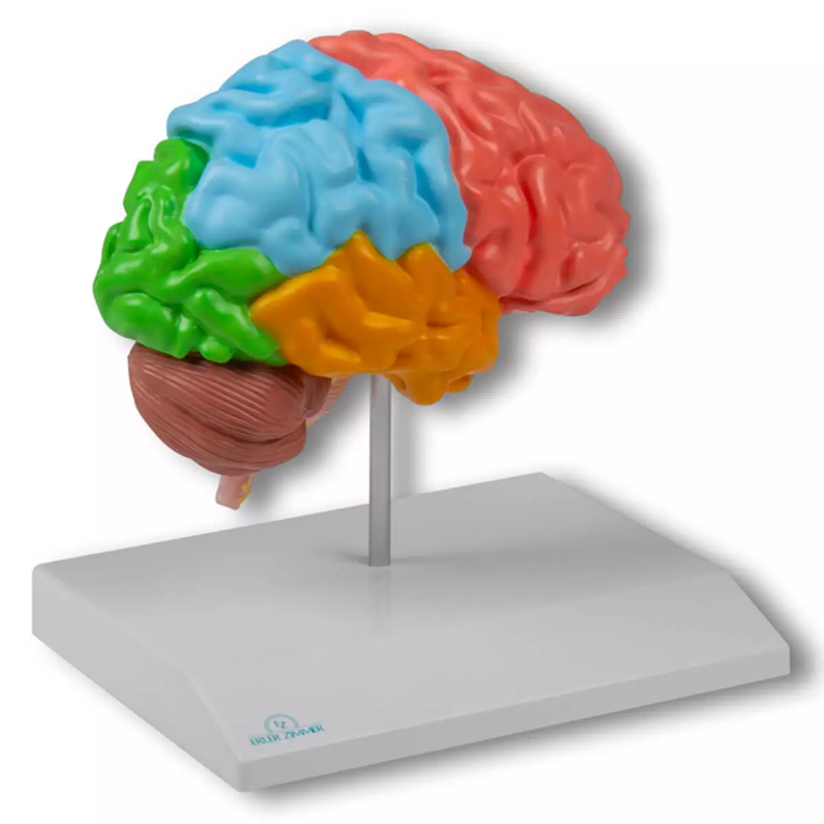  Half brain model for EZ Augmented Anatomy App