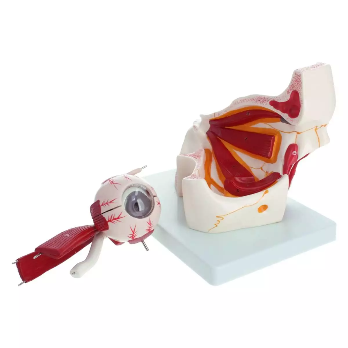 Anatomical model eye