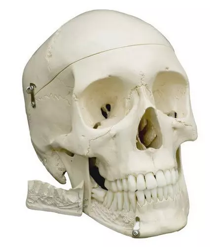  Model Skull