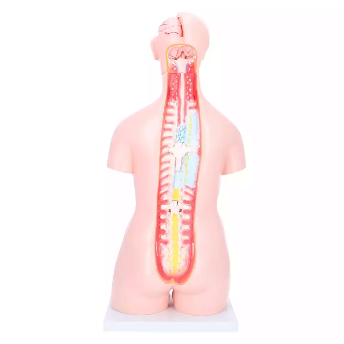  Bisexual model torso