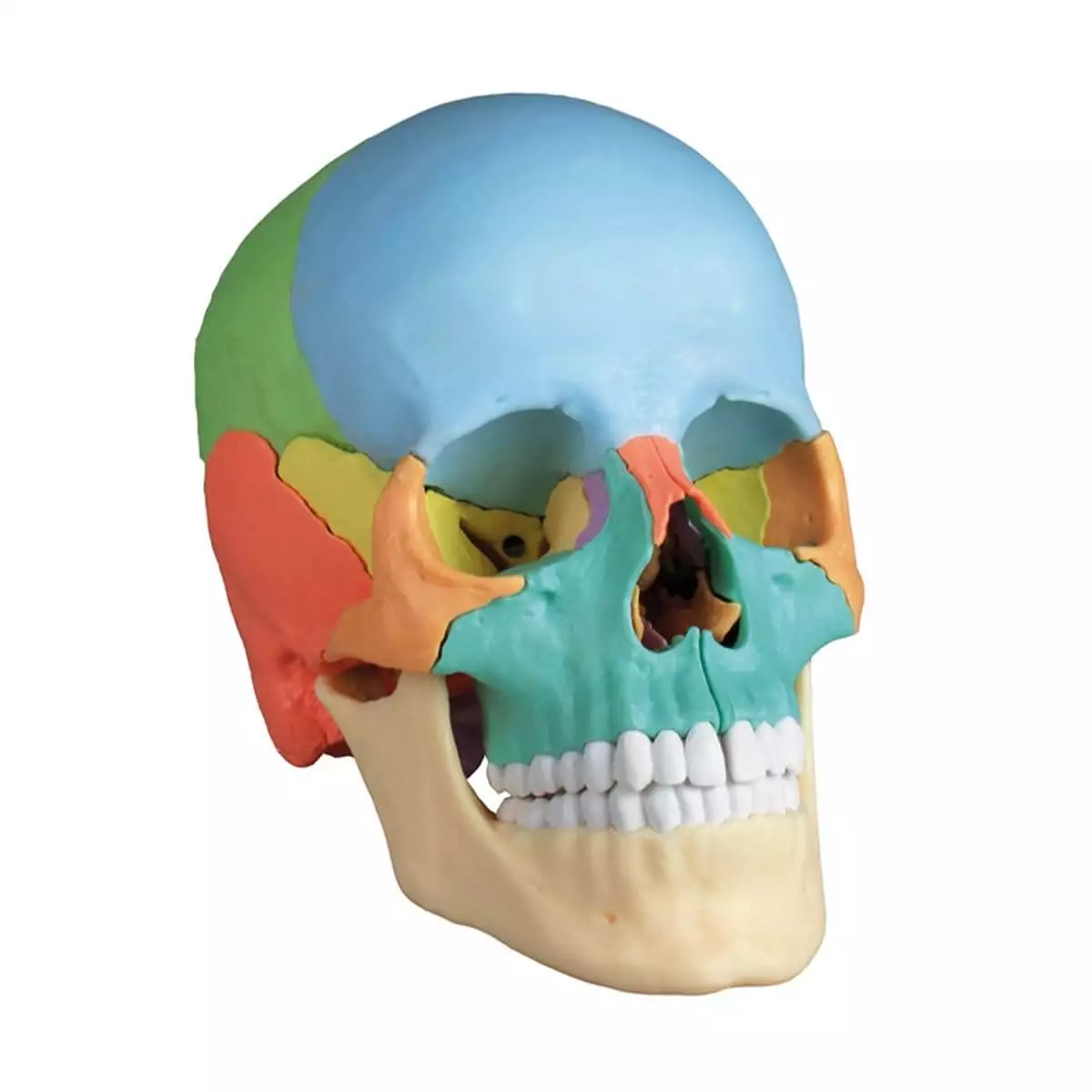  Didactic skull model