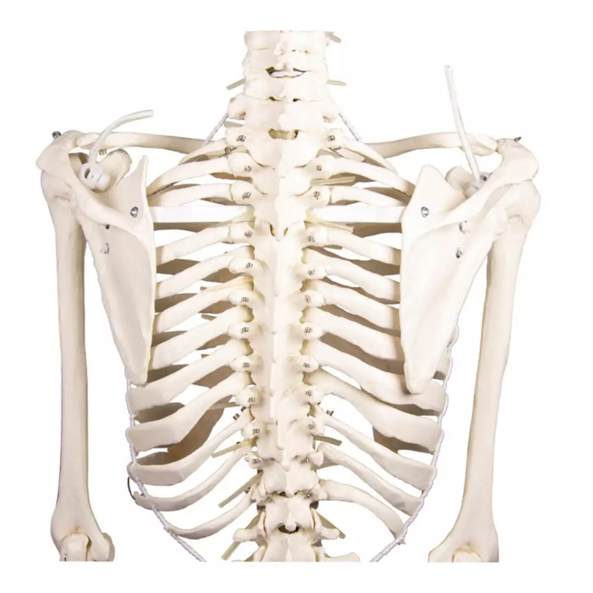 Skeleton "Hugo" with movable spine