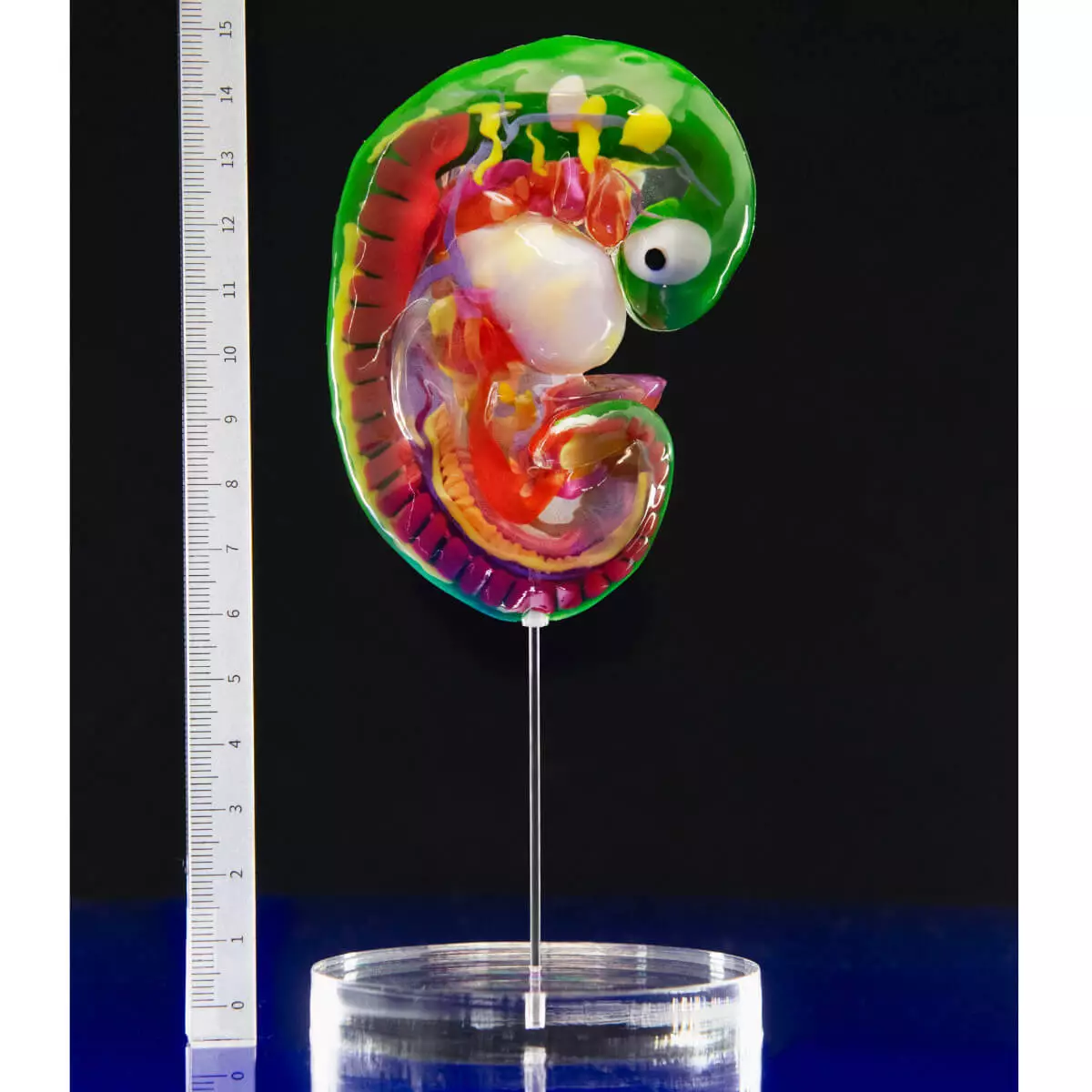 Carnegie stage embryo models Carnegie stage embryo models