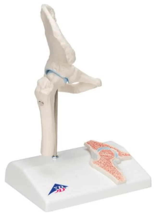  Mini model hip joint