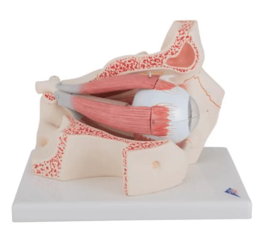  Model eye in eye socket