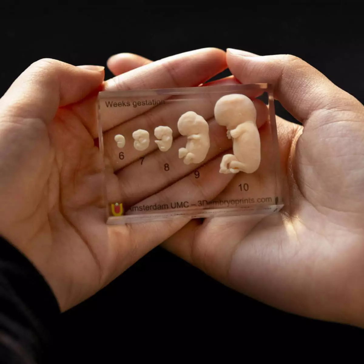 Carnegie stage embryo models Carnegie stage embryo models