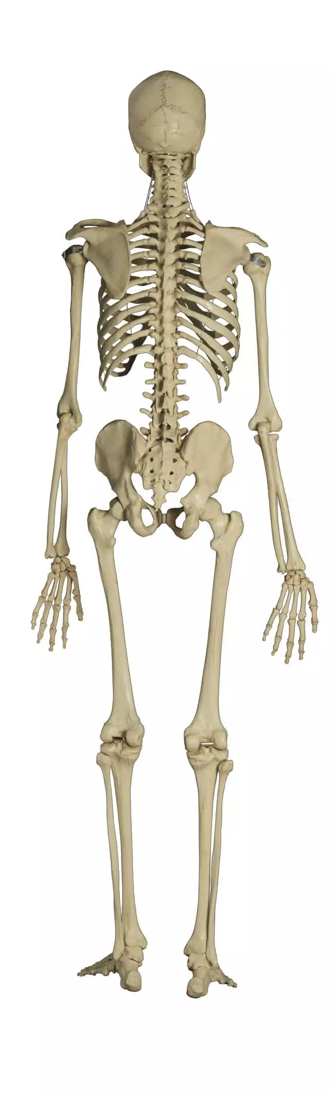  Standard skeleton on tripod