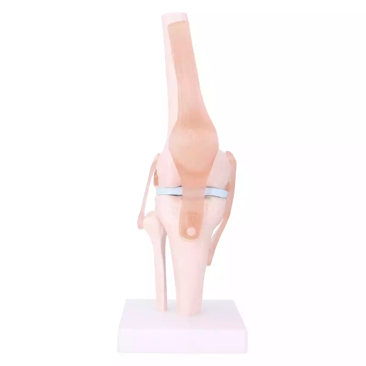  Anatomical knee joint model