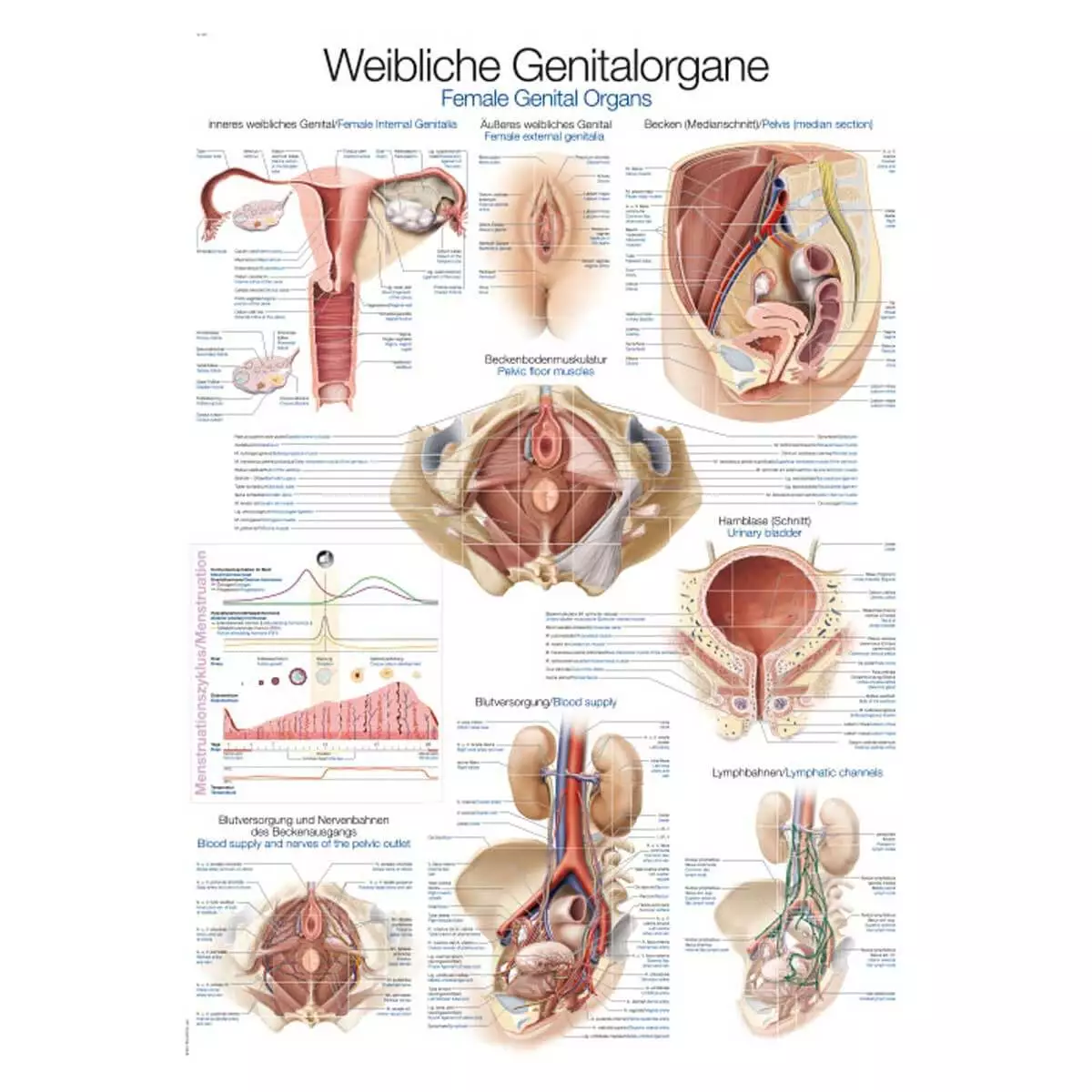  Instructional panel - Female genital