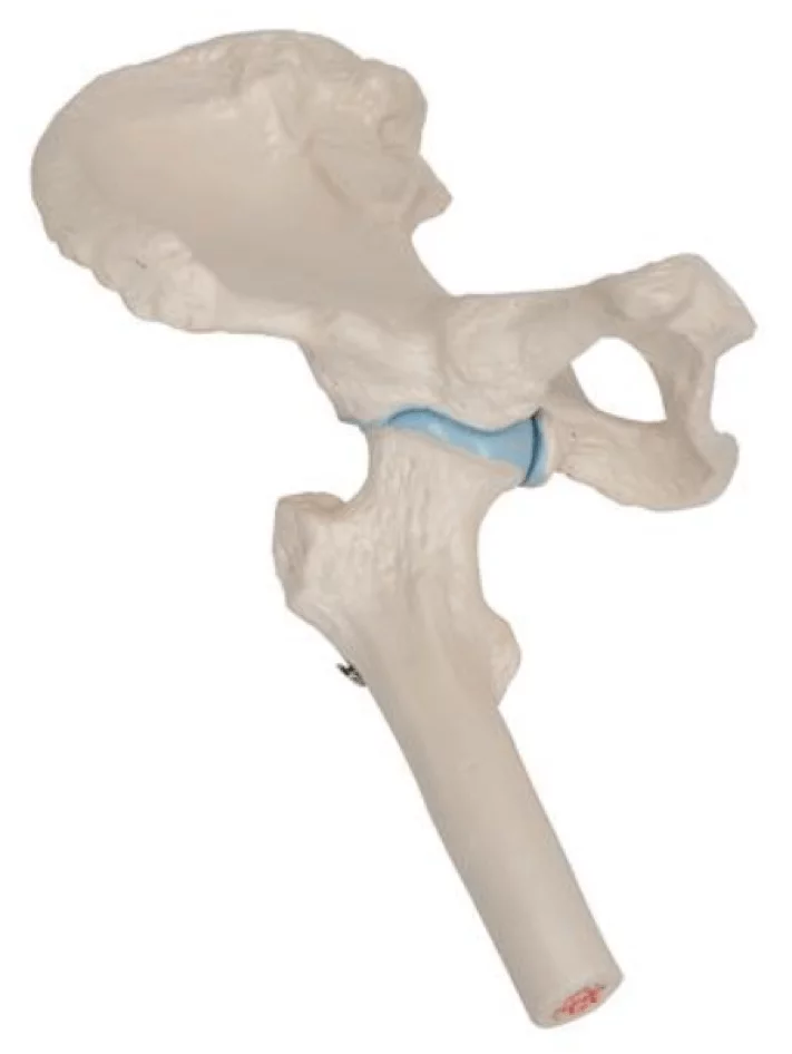  Mini model hip joint